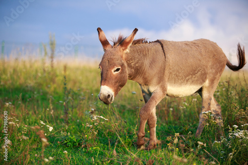 Obraz na plátne Grey donkey in field