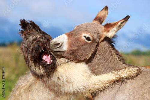 Foto Grey donkey and briard dog