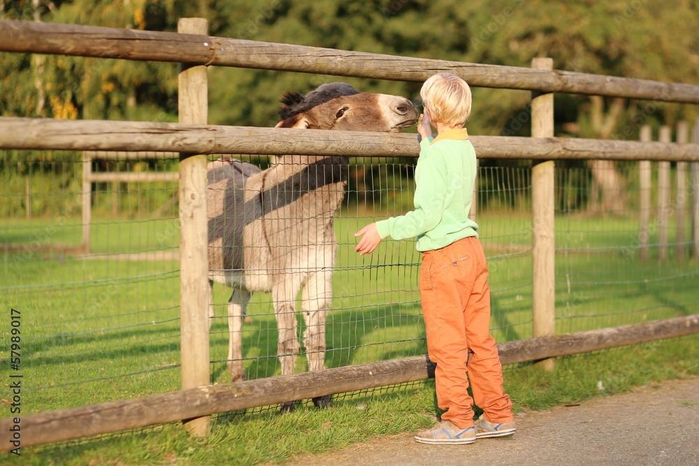 Kind teenager boy feeds donkey in a children farm 