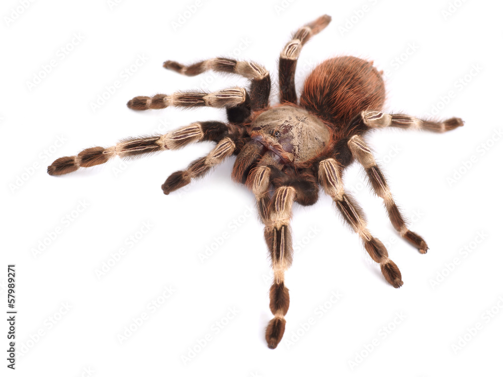 Tarantula spider, female (Vitalius paranaensis) Tarantula spider, female (Vitalius paranaensis)