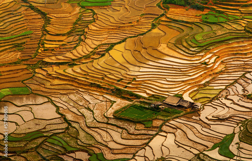 rice terraces