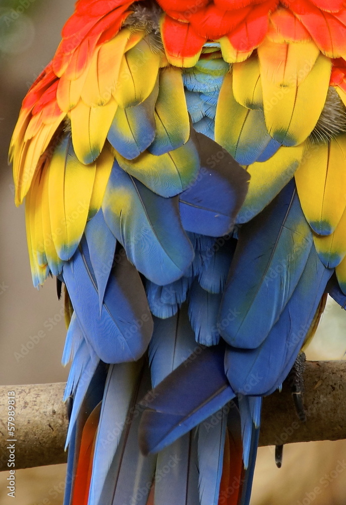 Obraz premium bird