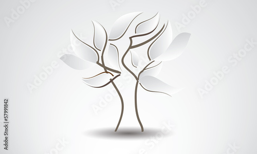 Arbre blanc
