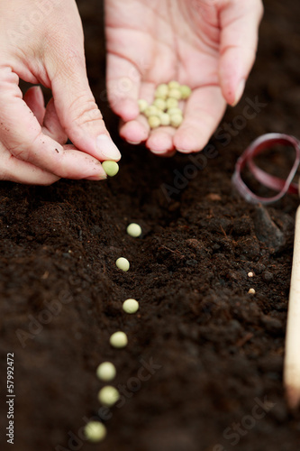 Obraz na płótnie Garden, sowing - woman sowing seeds into the soil w salonie