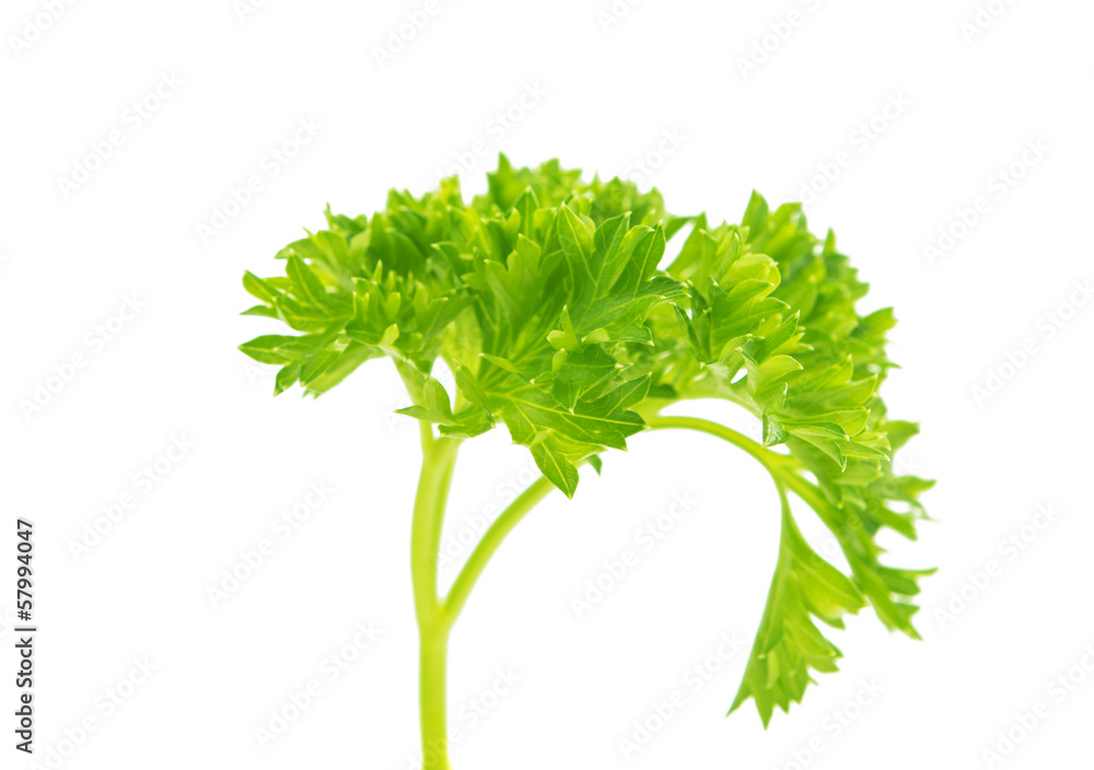 Fototapeta premium parsley isolated
