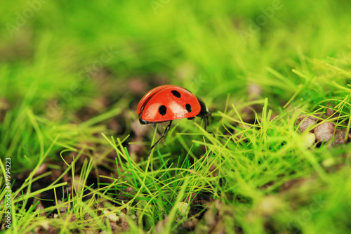 Beautiful ladybird on green moss, close up