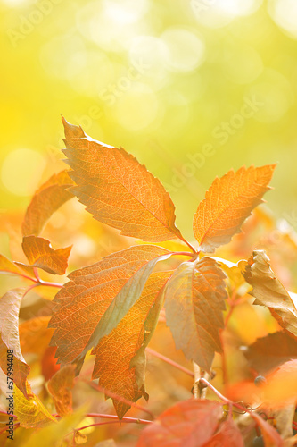 Red leaves on bright background