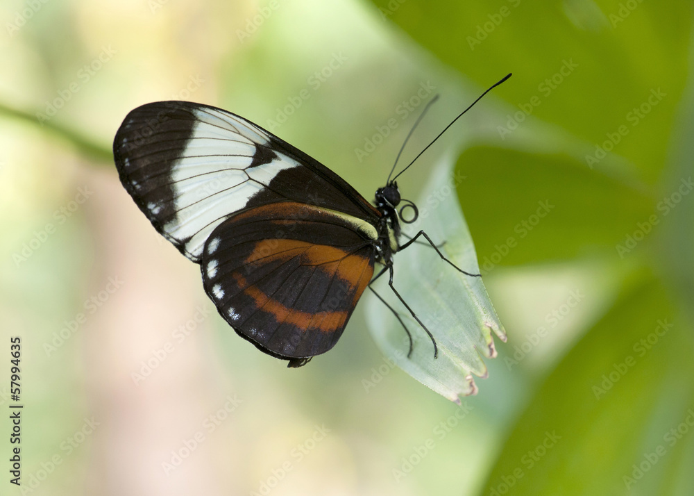 Papillon Heliconius cydno Papillon Heliconius cydno