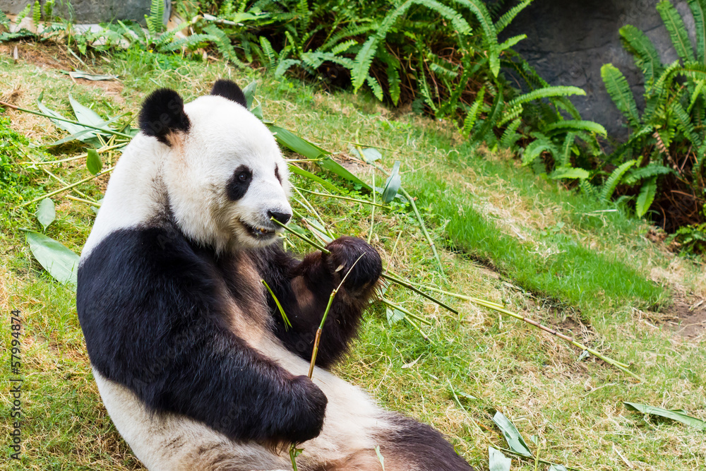Obraz premium Panda.