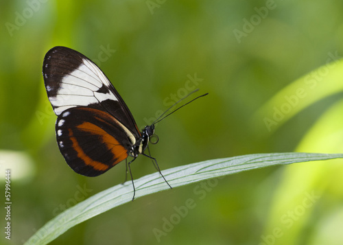 Papillon Heliconius cydno