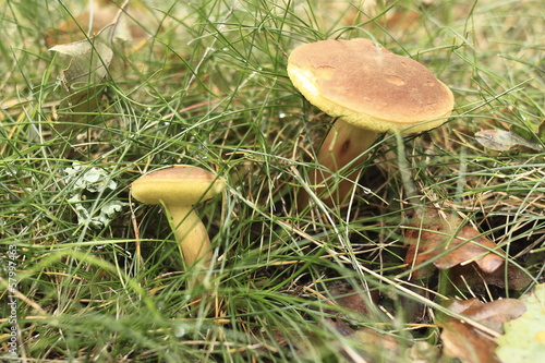 Deux champignons