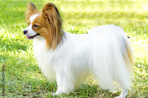 Bild auf Leinwand Papillon dog
