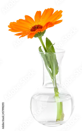 Flower in test-tube isolated on white