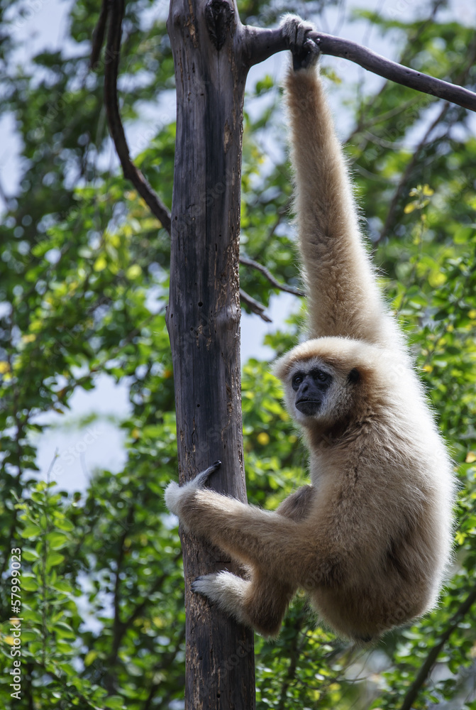 white-handed gibbon white-handed gibbon
