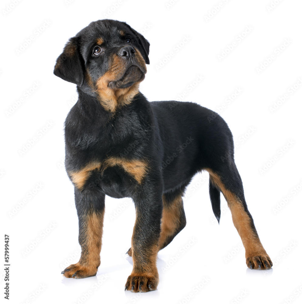 puppy rottweiler