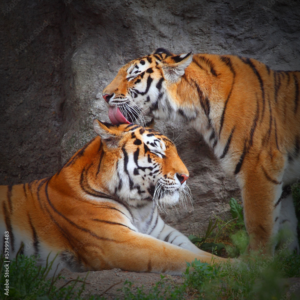 Naklejka premium Para Tygrysów. Miłość w naturze.