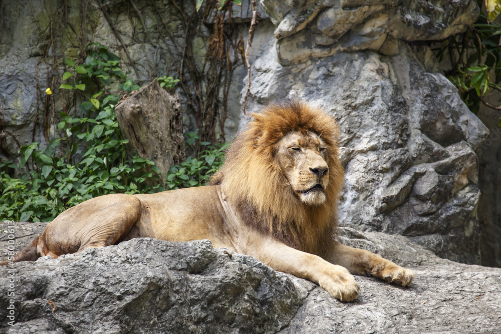 Naklejka premium Lion the king