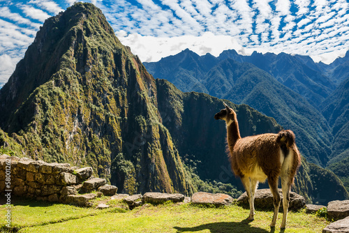 Llama  Machu Picchu ruins peruvian Andes  Cuzco Peru