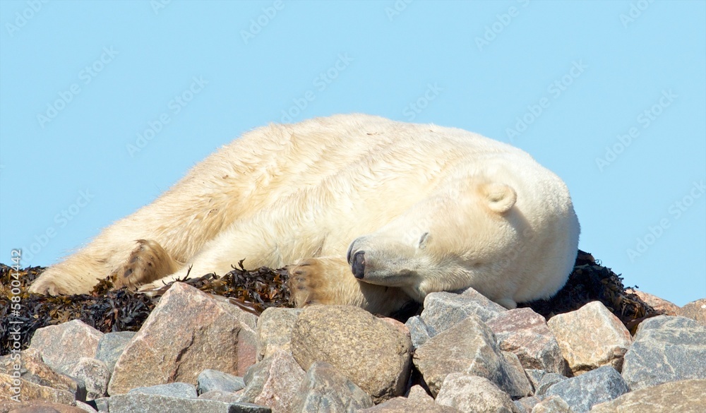 Sleeping Polar Bear Sleeping Polar Bear