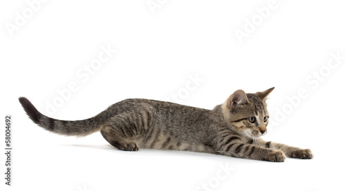 Cute tabby kitten © Tony Campbell