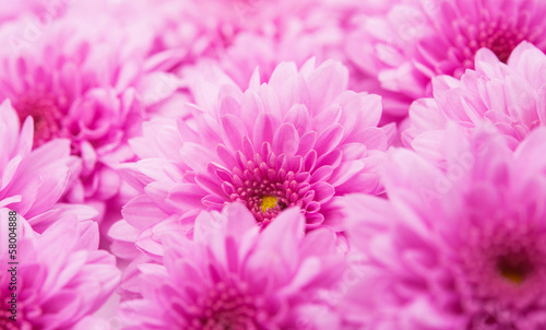 Pink chrysanthemums background
