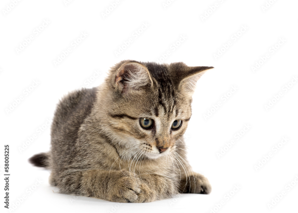 Obraz premium Cute tabby kitten