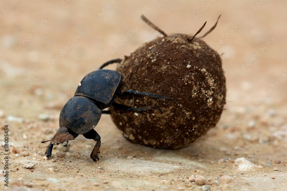Foto Flighless Dung Beetle Rolling Dung Ball