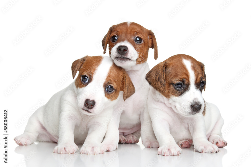 Fotografie Jack Russell terrier puppies
