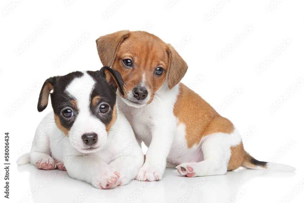 Jack Russel terrier puppies - obrazy, fototapety, plakaty 