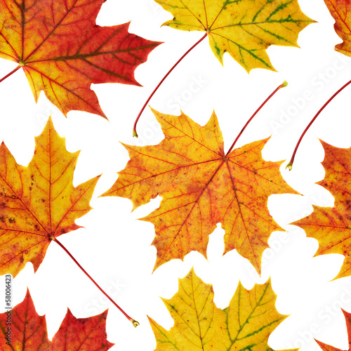 Maple-leaf seamless background