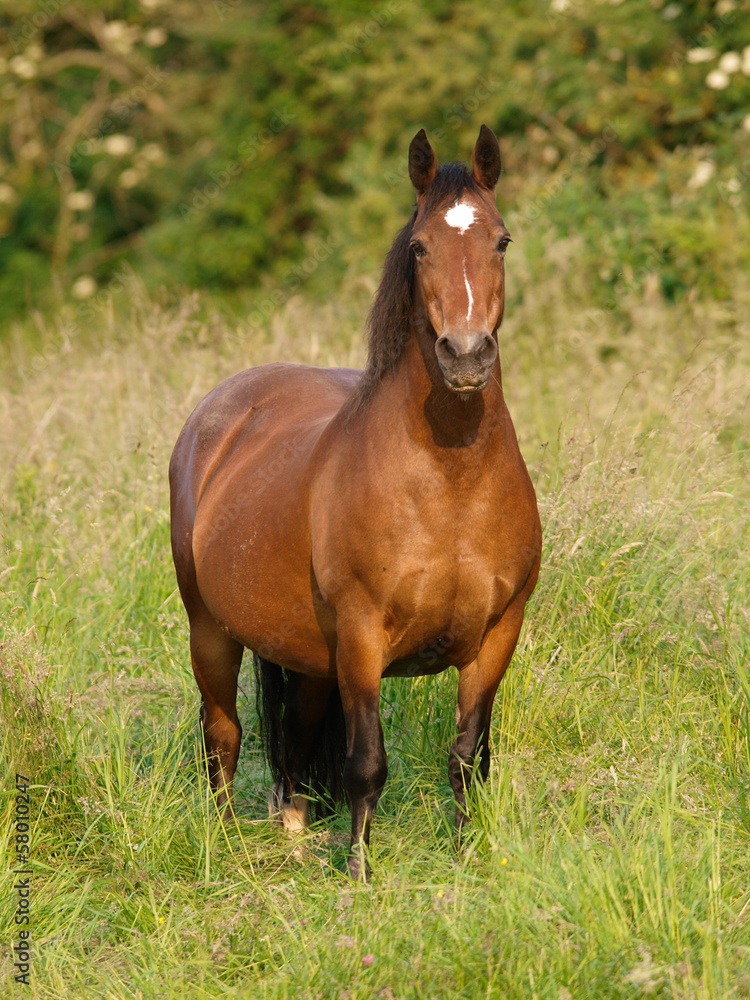 Bay Pony in Paddock Bay Pony in Paddock