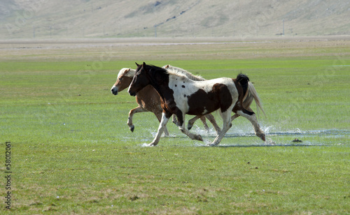 Horses in Castelluccio di Norcia plateau