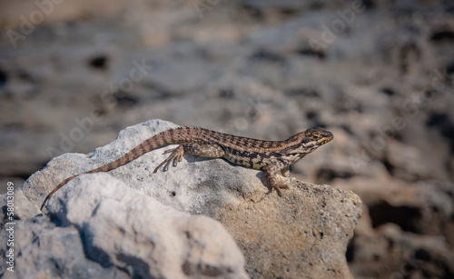 Curly Tailed Lizard sitting on a rock