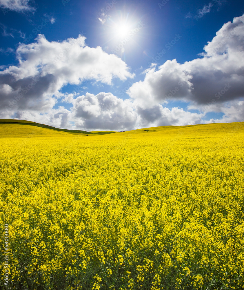 Canola Glow Canola Glow