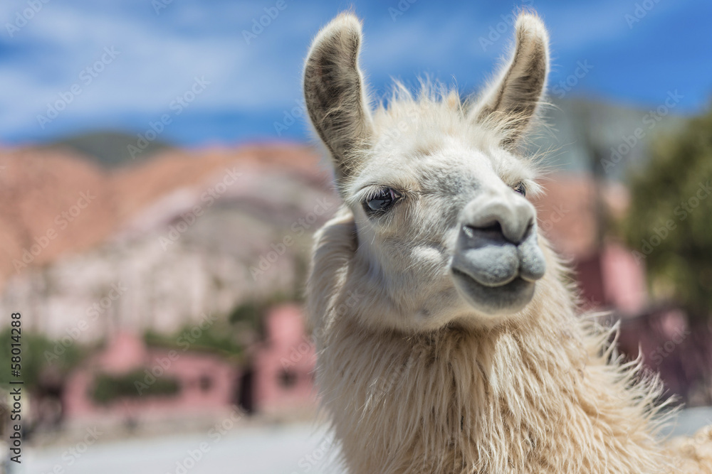 Obraz premium Llama in Purmamarca, Jujuy, Argentina.