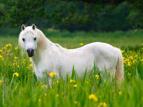 Beutiful Horse photo