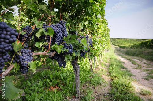 Pinot Noir Grapes in Rheinhessen, Germany