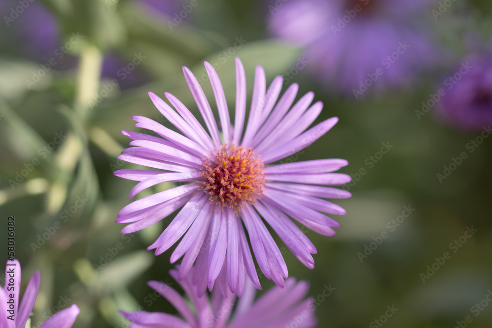 beautiful purple flower in nature beautiful purple flower in nature