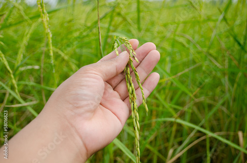 man hand with rice field