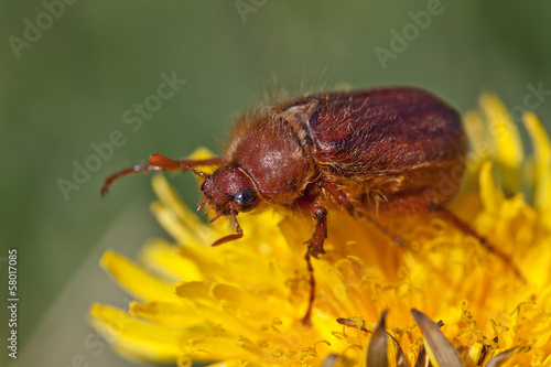 May bug or cockchafer (Melolontha melolontha)