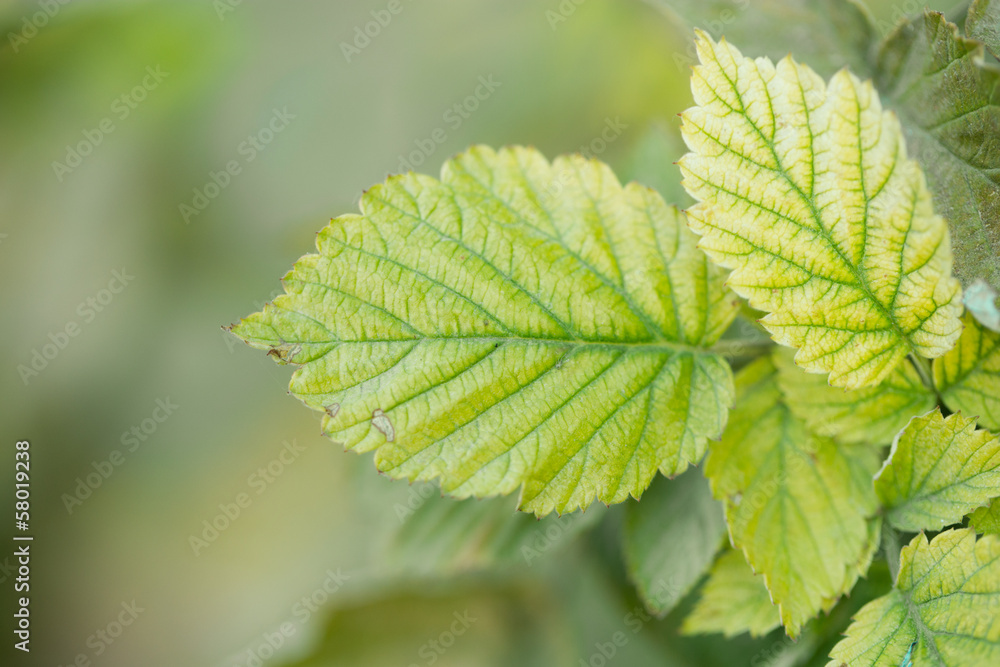 raspberry leaf in the nature. macro raspberry leaf in the nature. macro