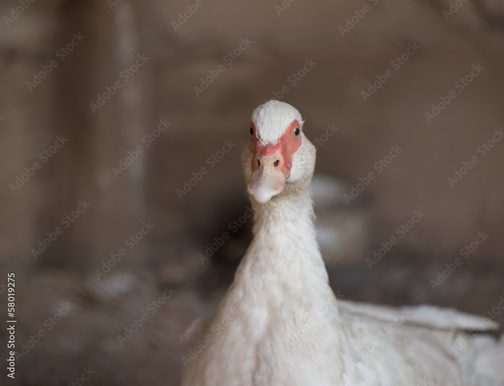 white goose white goose