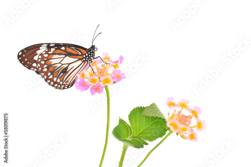 monarch butterfly photo