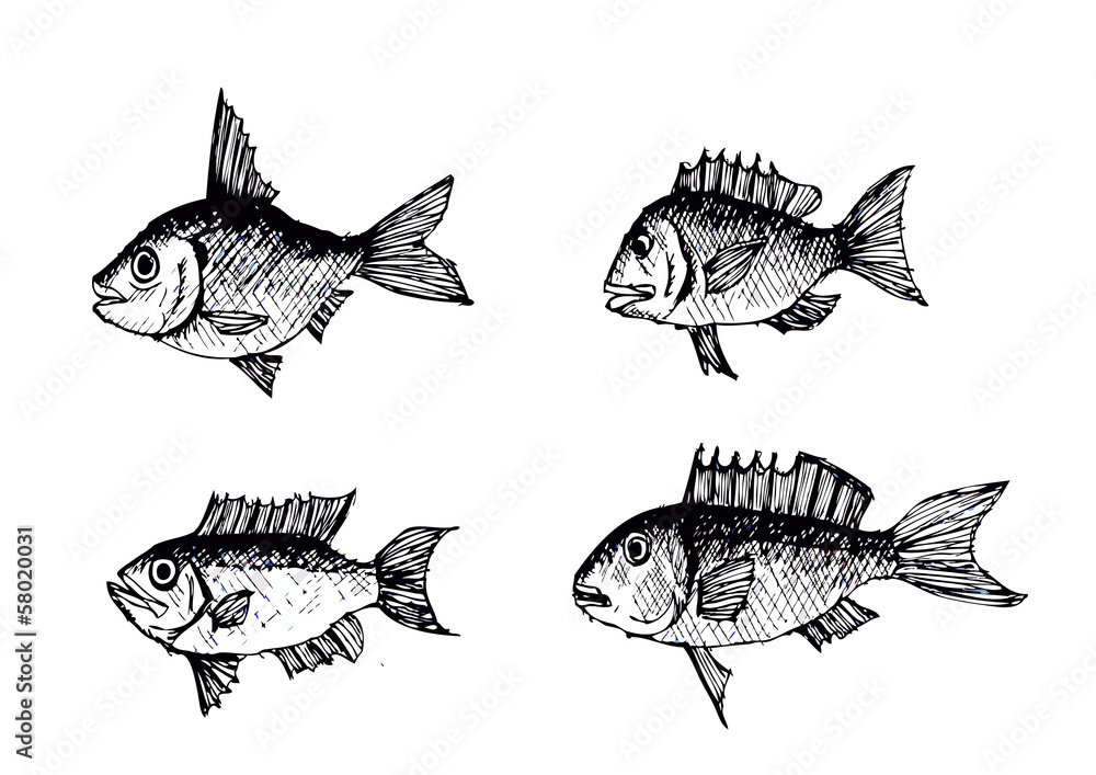 hand drawn fish Vector illustration hand drawn fish Vector illustration