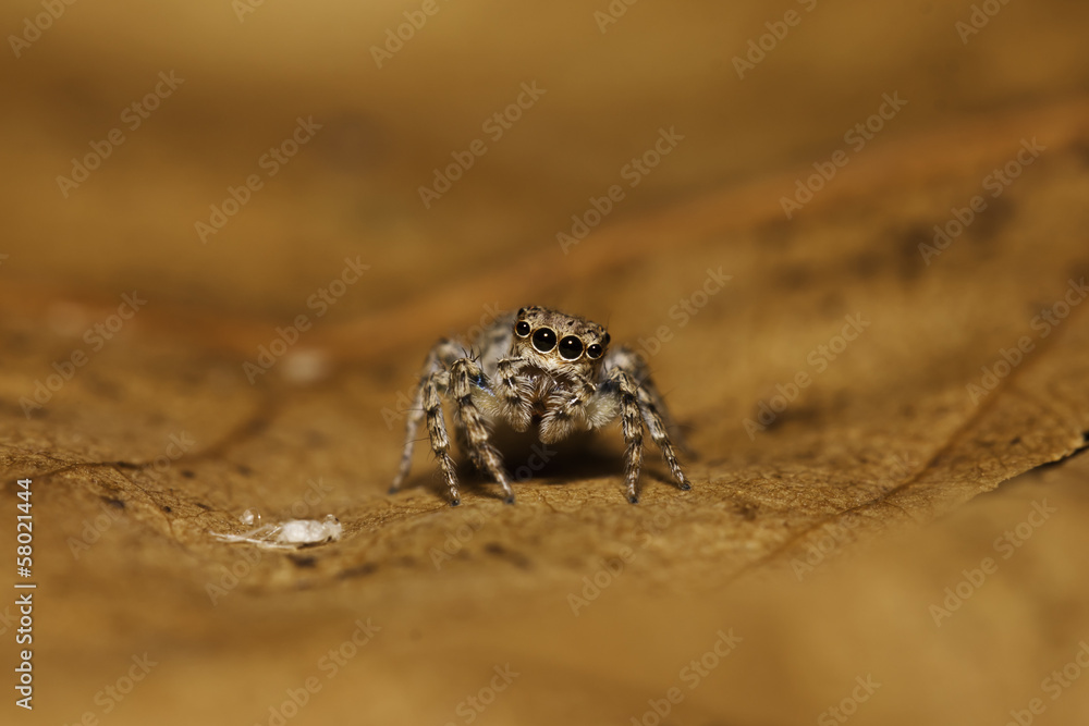 macro spider