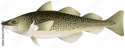 Atlantic cod