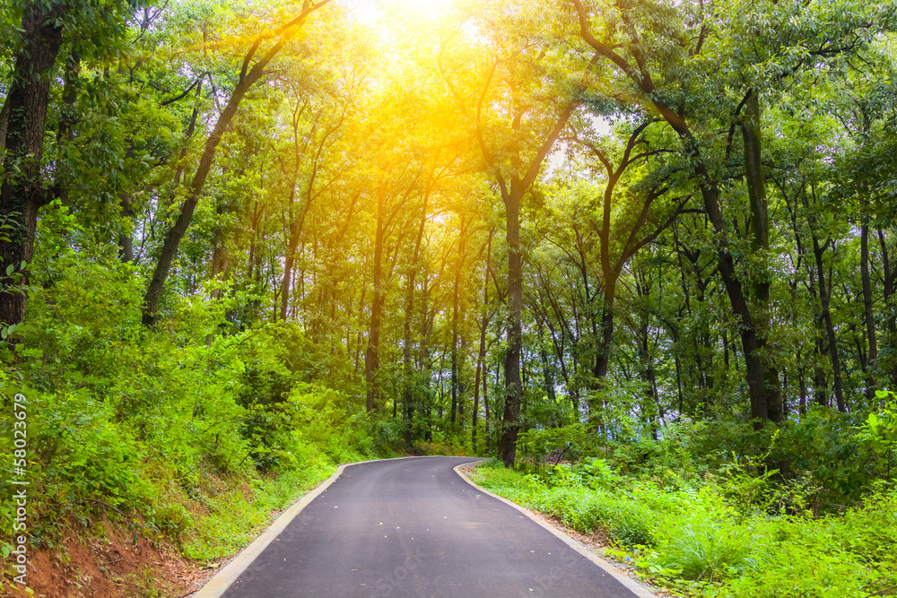 Fototapeta premium Road through the forest