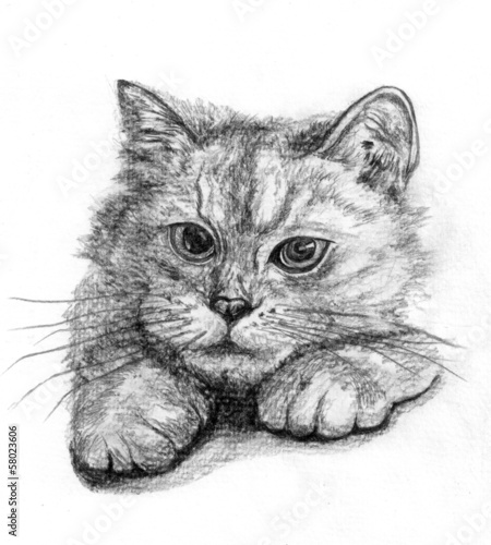 Photography sketch cat