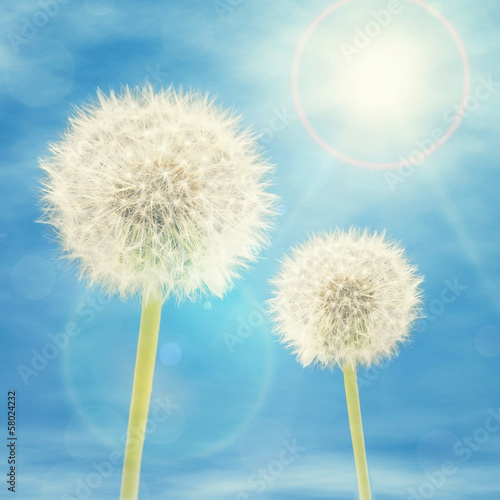 Dandelions in Sunlight