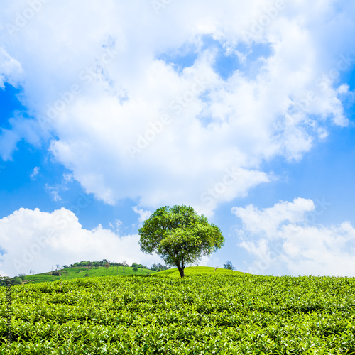 Tea plantations and trees on the hill